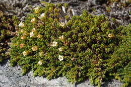 Image de Dracophyllum muscoides Hook. fil.