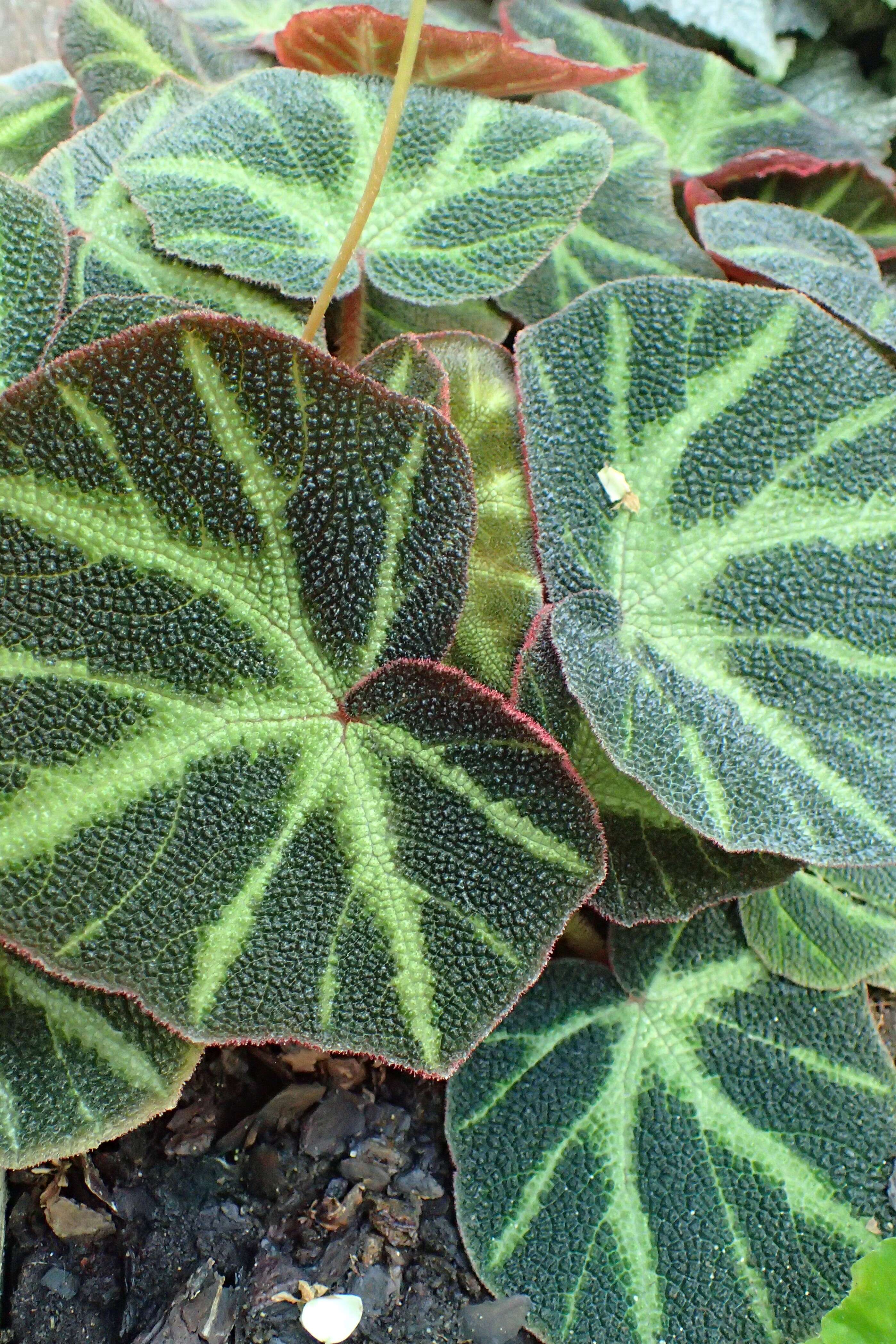 Image de Begonia soli-mutata