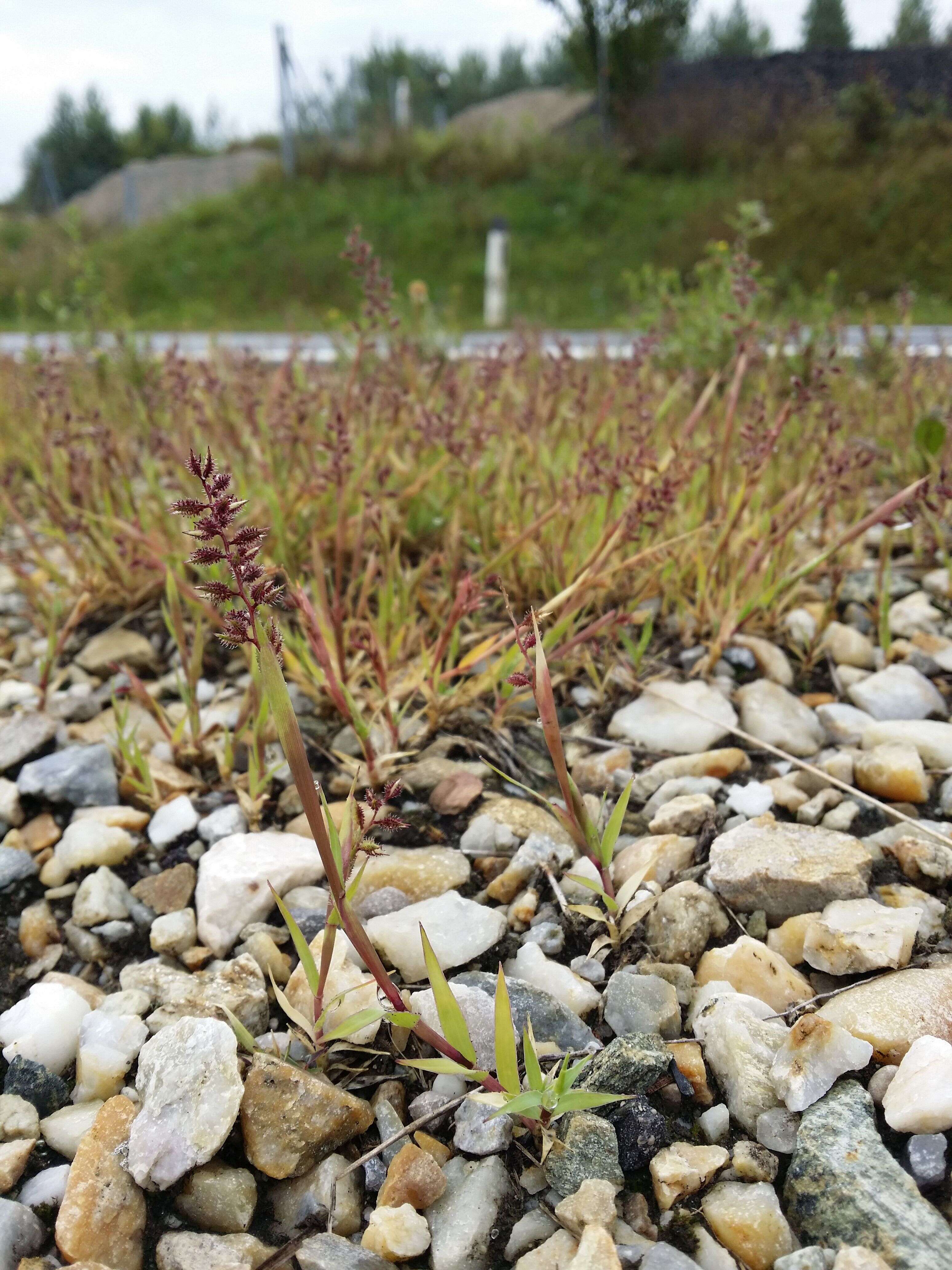 Image of stalked bur grass