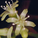 Image of Acronychia acronychioides (F. Müll.) T. G. Hartley
