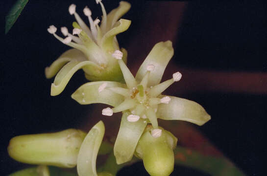 Image of Acronychia acronychioides (F. Müll.) T. G. Hartley