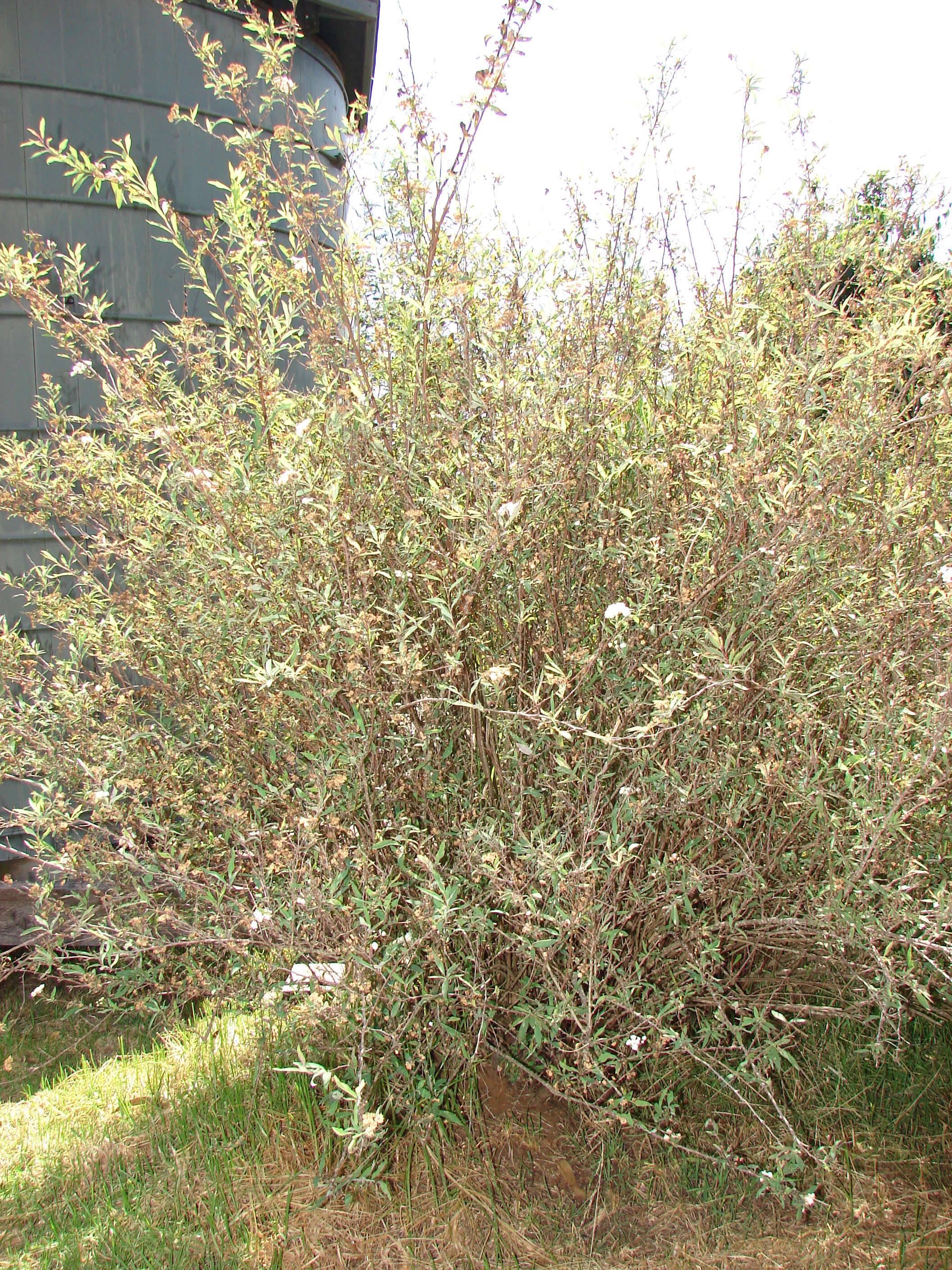 Image of Reeves' meadowsweet