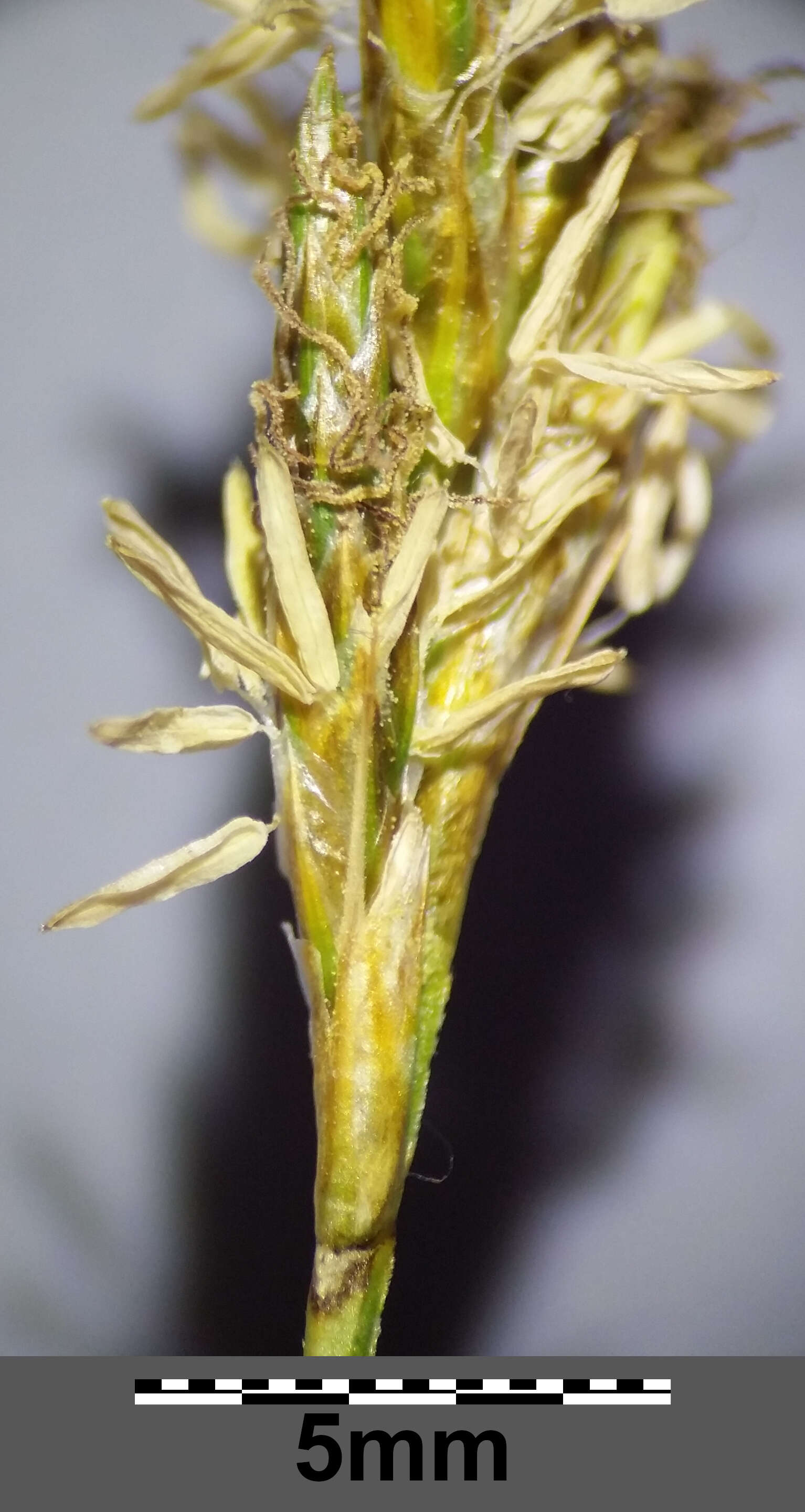 Image of quaking-grass sedge