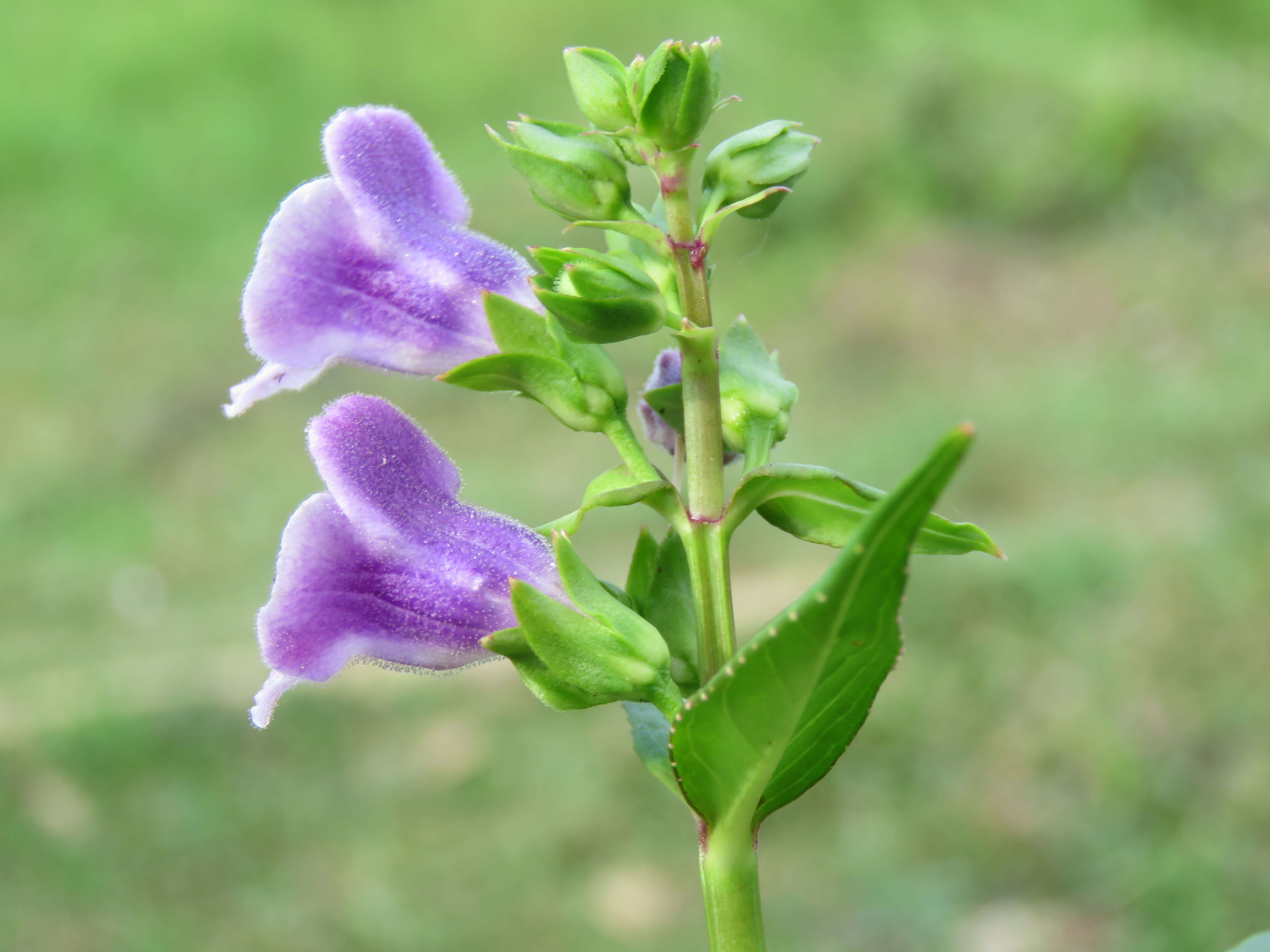 Imagem de Artanema longifolium (L.) Vatke