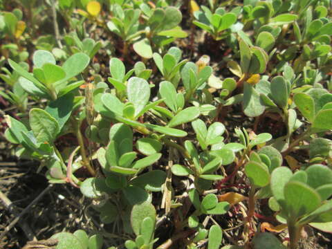 Image of common purslane