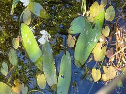 Image of Cape pondweed