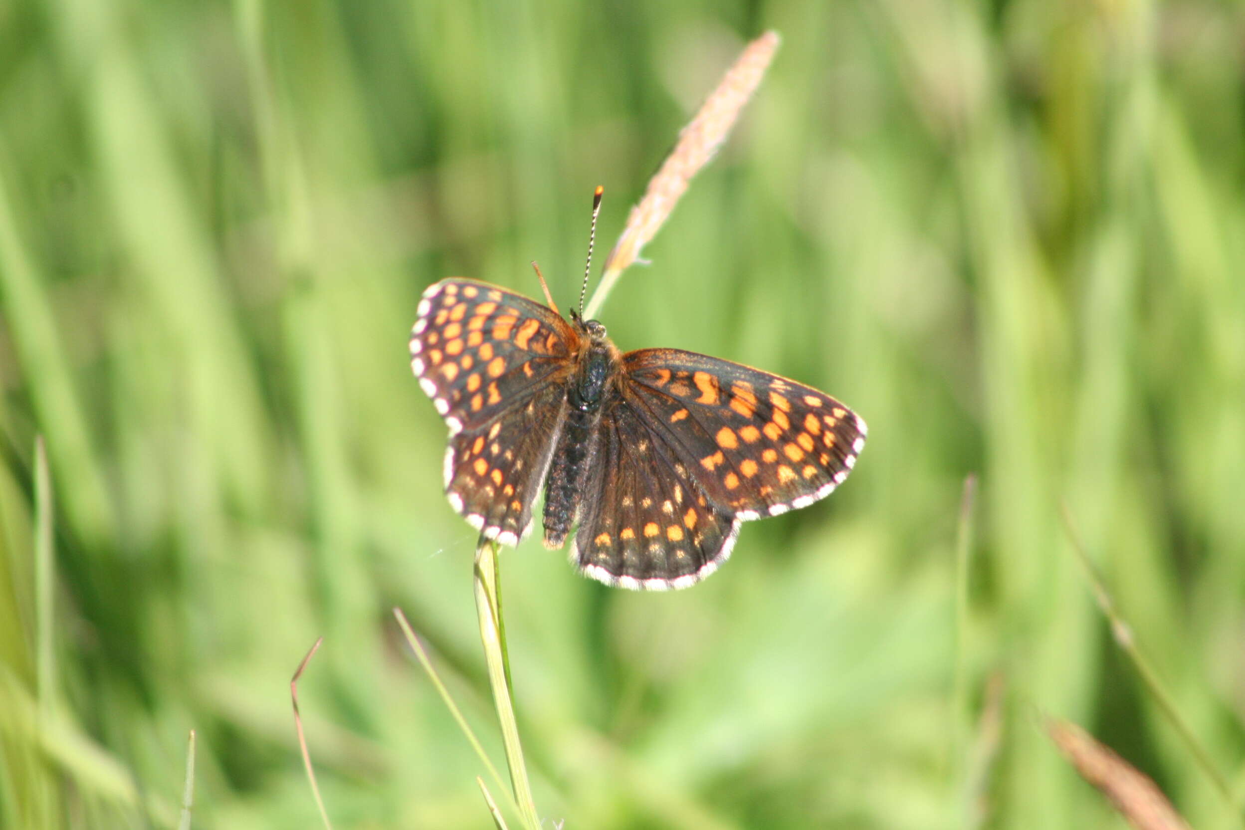 Plancia ëd Melitaea diamina