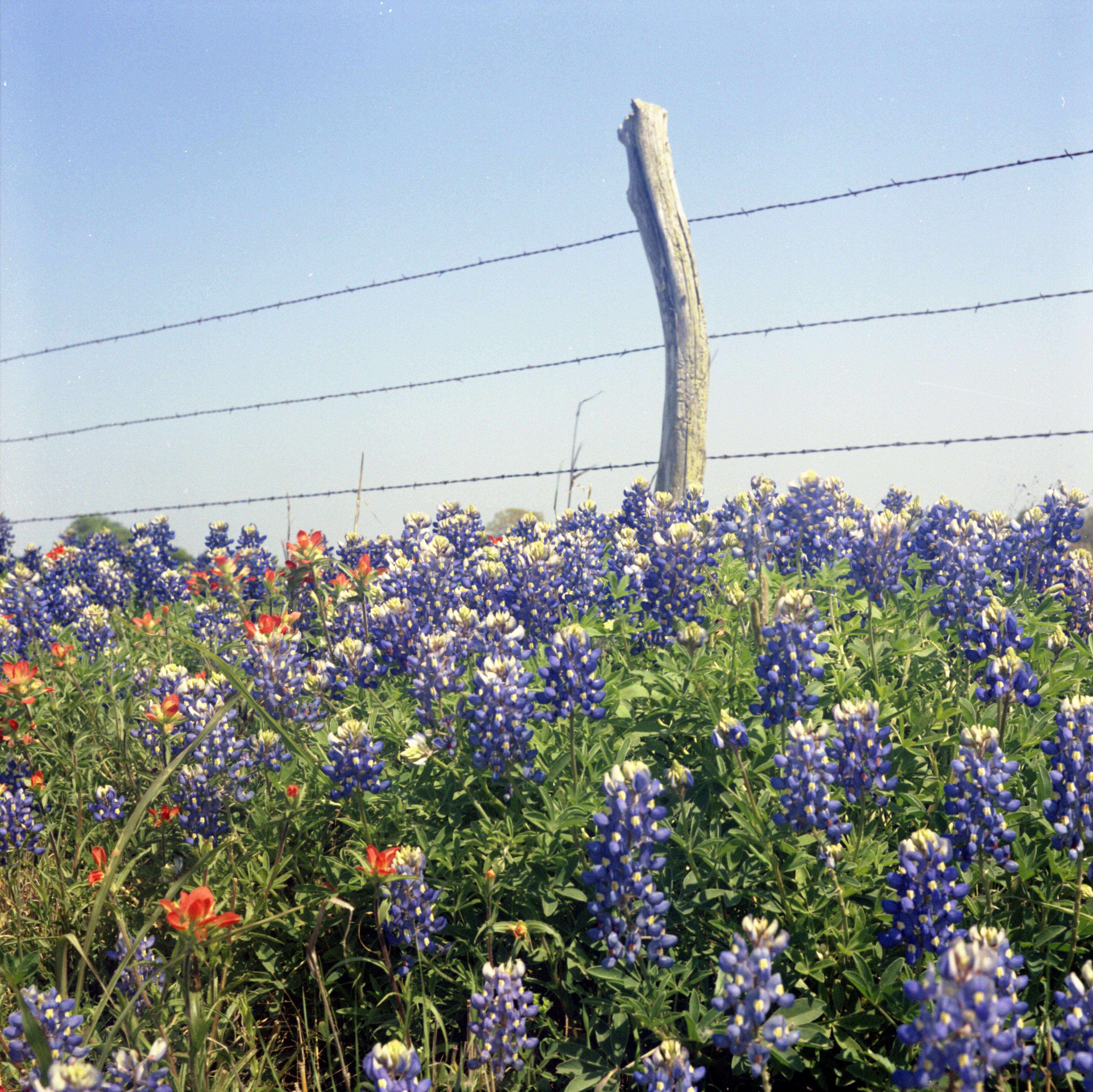 Image de Lupinus breweri A. Gray