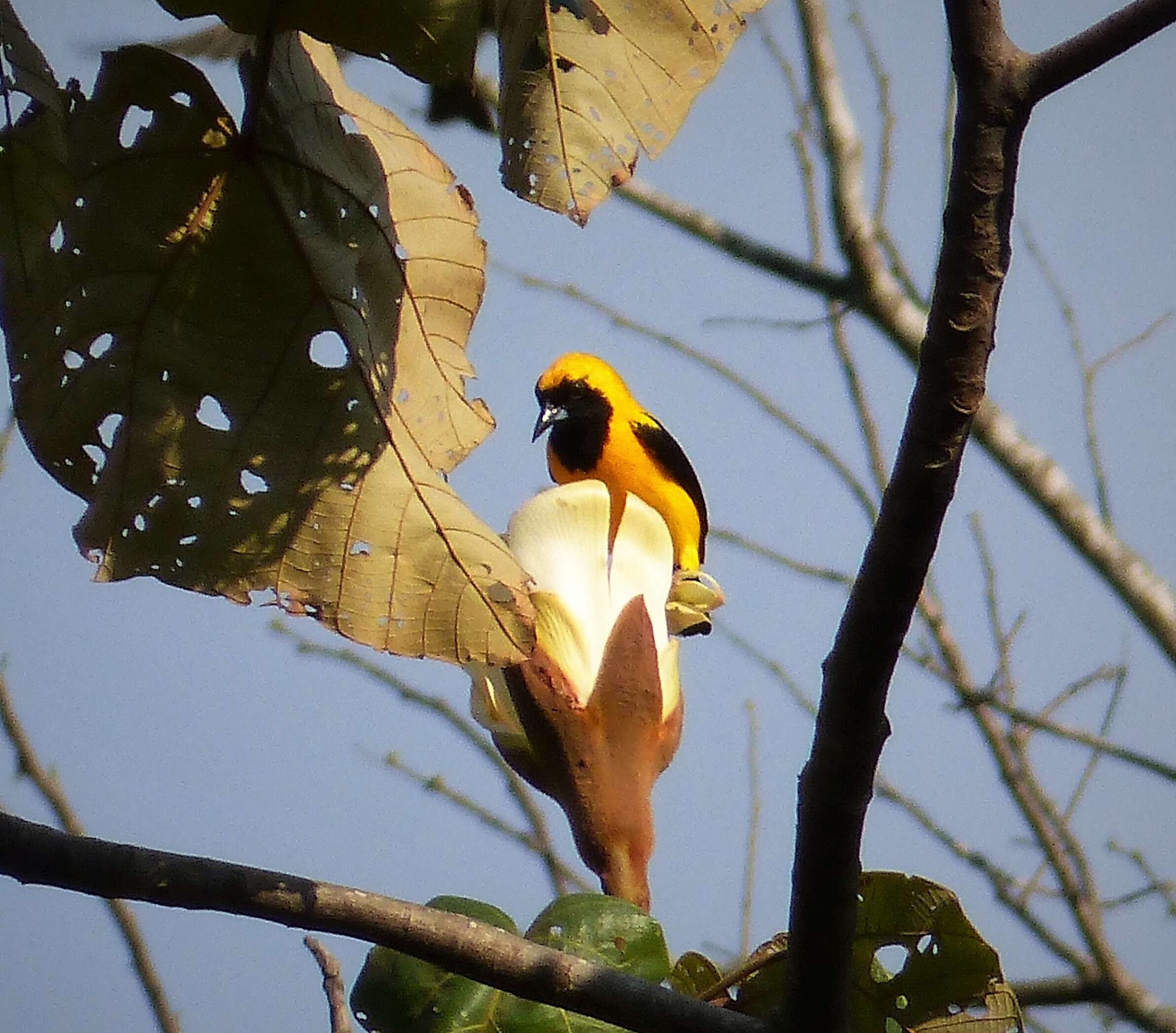 Image of Yellow-backed Oriole