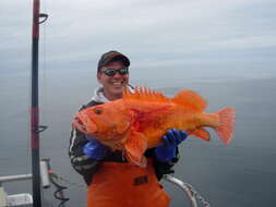 Image of Yelloweye rockfish