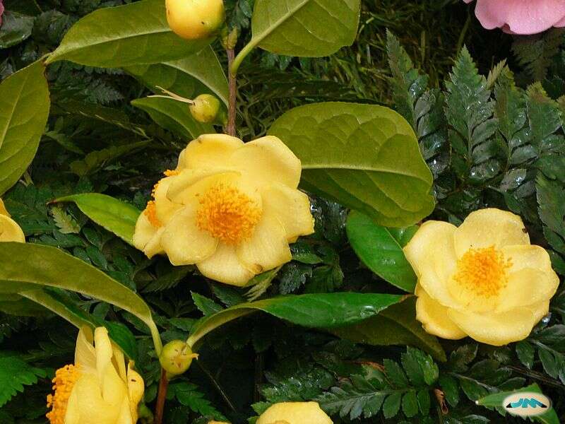 Image of Camellia euphlebia Merr. ex Sealy