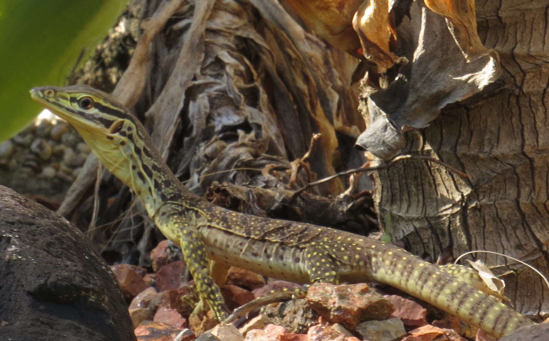 Image of Argus Monitor