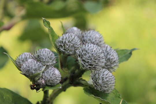 Image of woolly burdock