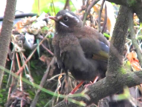 Image of White-whiskered Laughingthrush