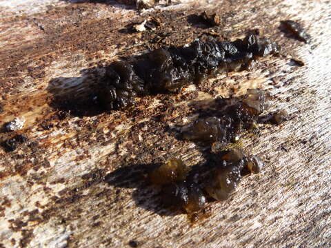 Image of Black Witches' Butter