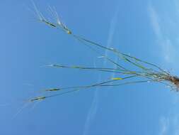 Image of barbed goatgrass