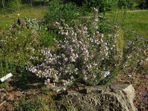 Image of Baldwin's ironweed