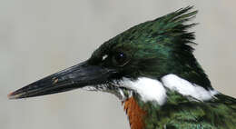 Image of Amazon Kingfisher