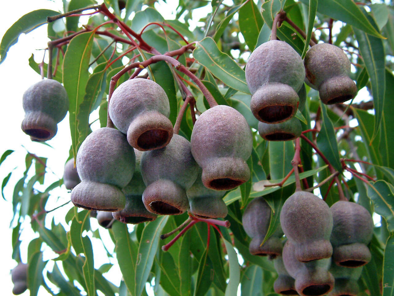 Sivun Corymbia calophylla (Lindl.) K. D. Hill & L. A. S. Johnson kuva