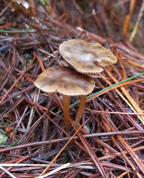 Image of Psilocybe aucklandiae Guzmán, C. C. King & Bandala 1991