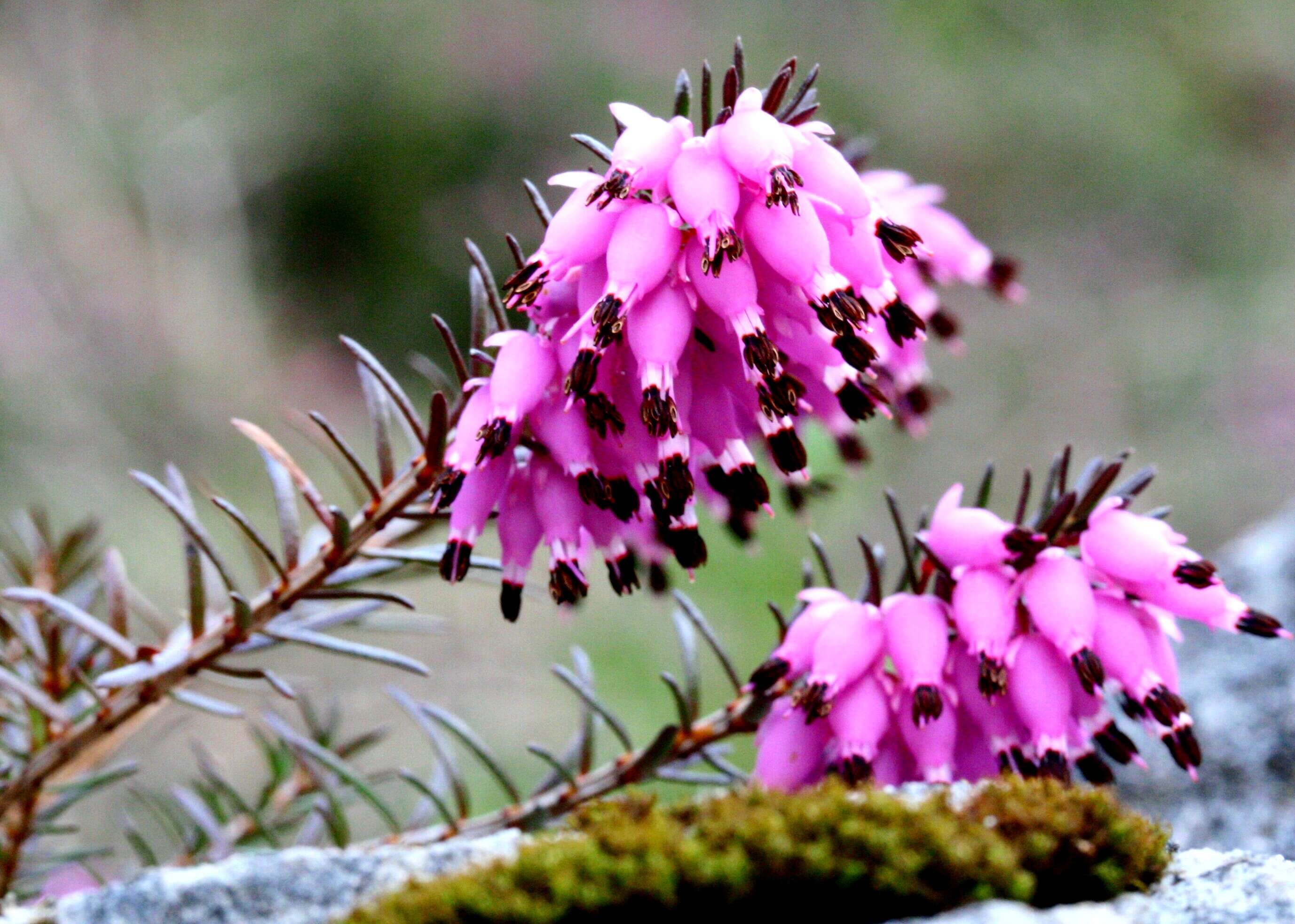 Imagem de Erica carnea L.