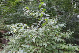 Plancia ëd Philadelphus coronarius L.