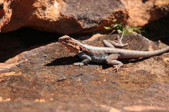 Imagem de Ctenophorus mirrityana Mclean, Moussalli, Sass & Stuart-fox 2013