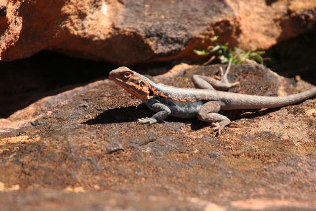 Image de Ctenophorus mirrityana Mclean, Moussalli, Sass & Stuart-fox 2013