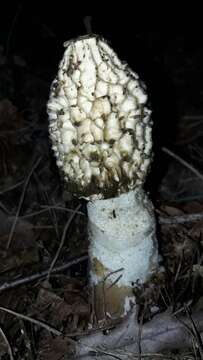 Image of Stinkhorn