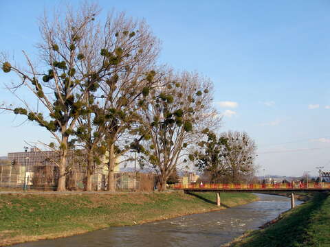 Image of European mistletoe