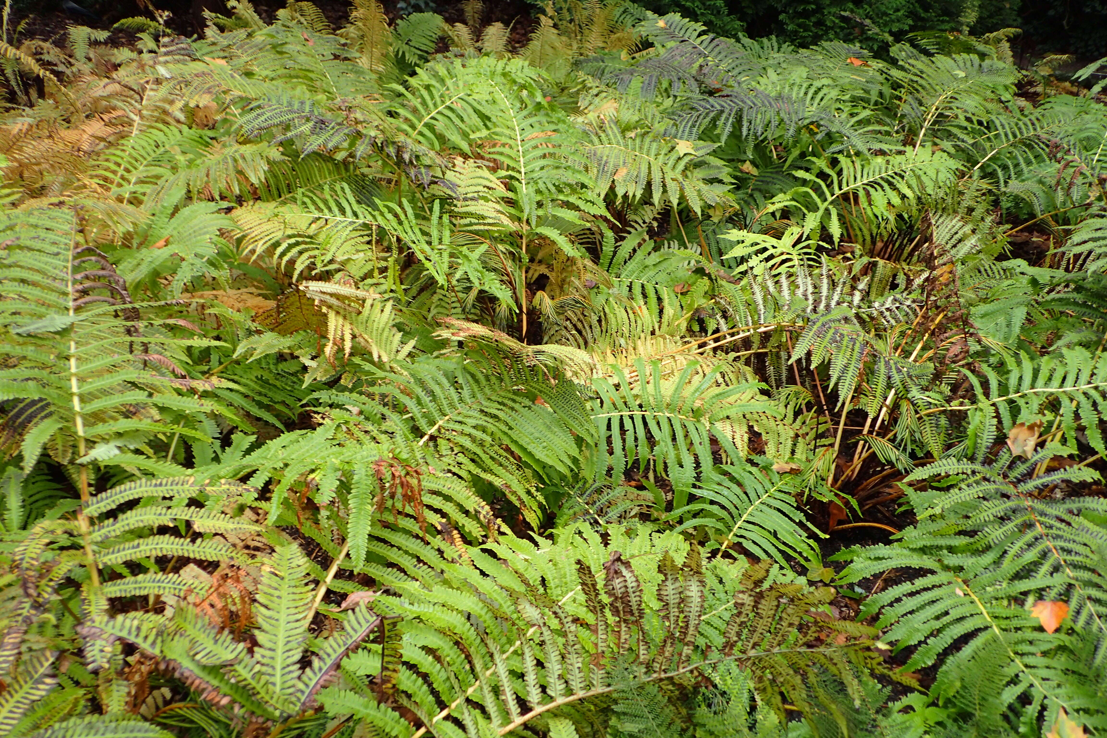 Image of Onoclea orientalis (Hook.) Hook.