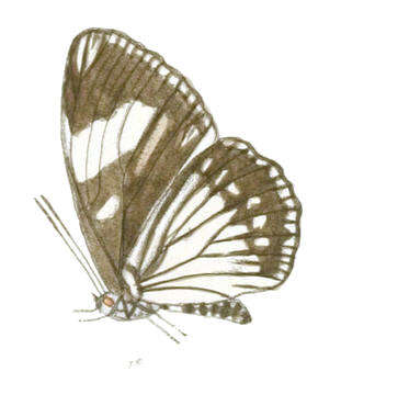 Imagem de Euripus nyctelius Doubleday 1845