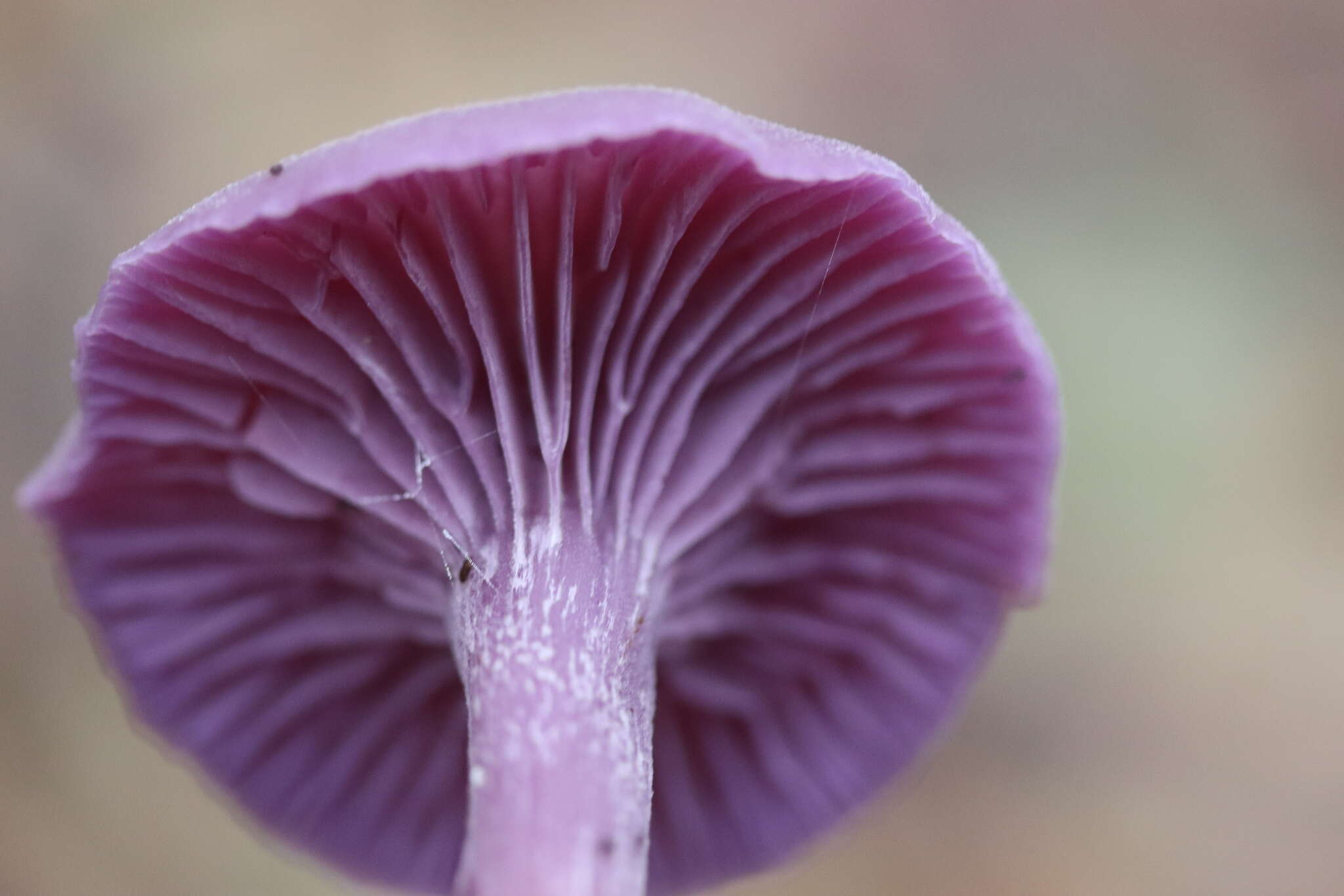 Image of Laccaria amethystina Cooke 1884