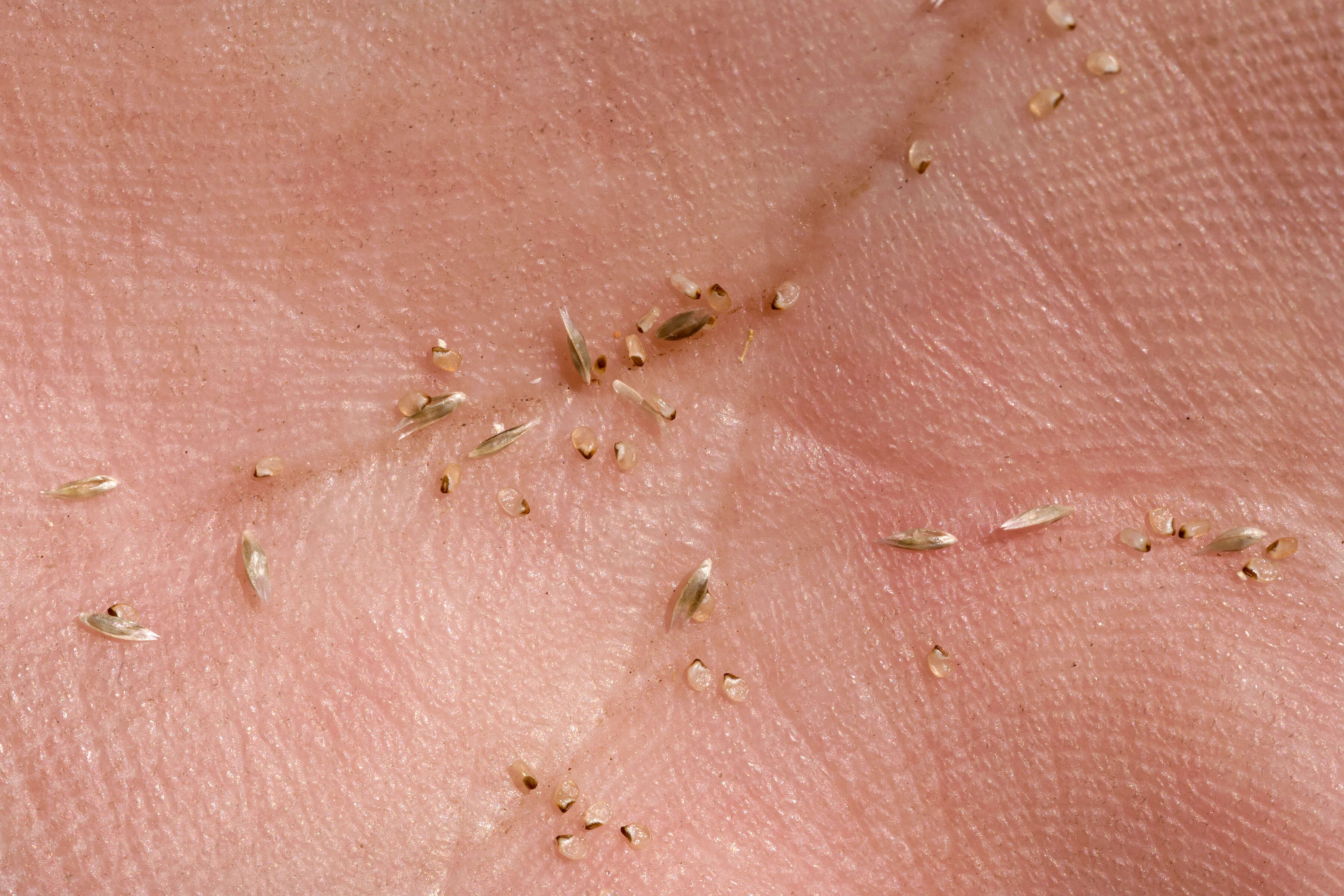 Image of mesa dropseed