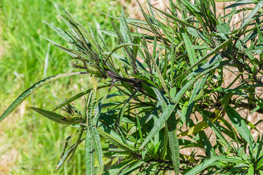 Image of Kangaroo Apple