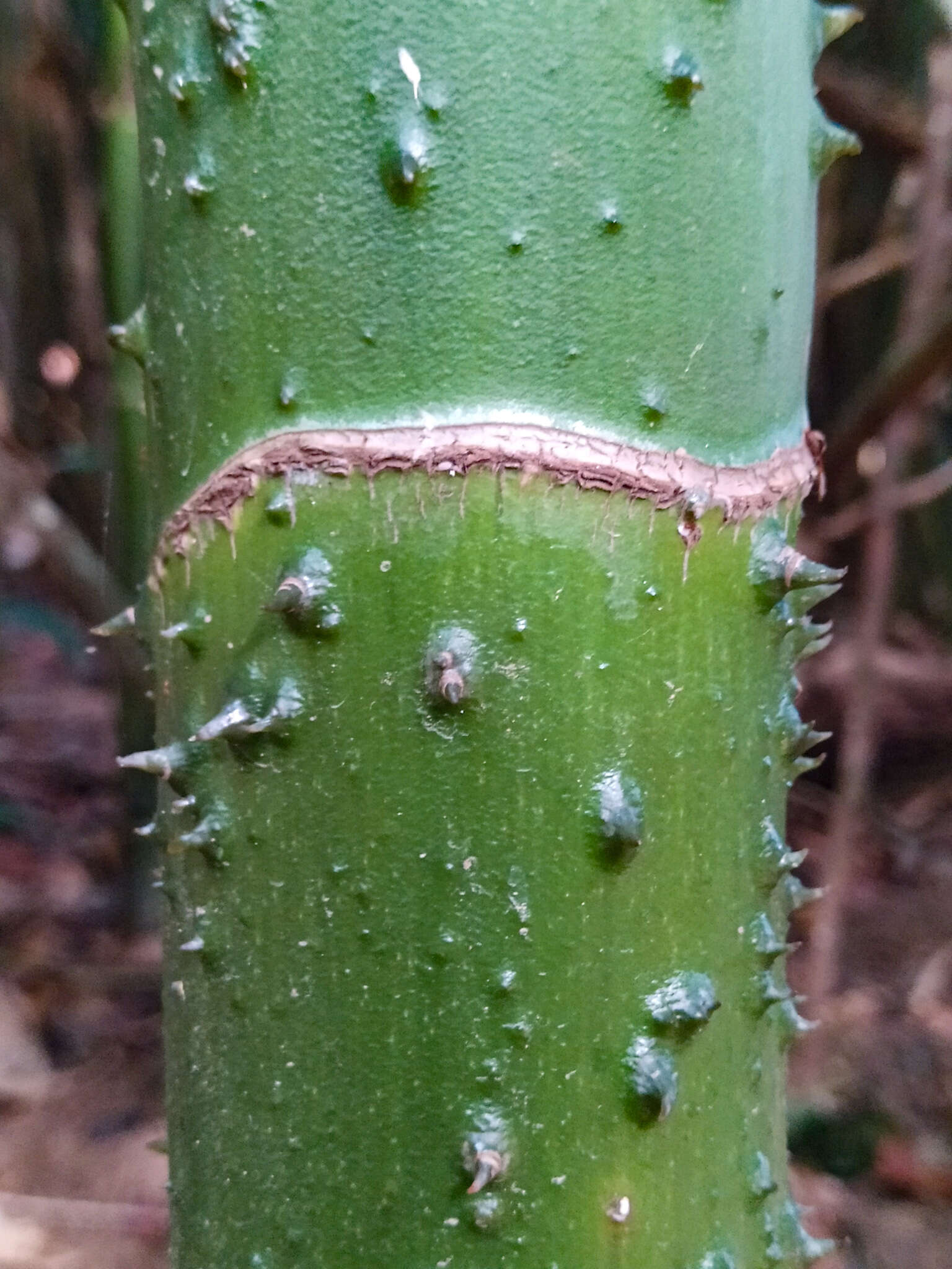 Image de Montrichardia arborescens (L.) Schott