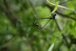 Image de Onychargia Selys 1865