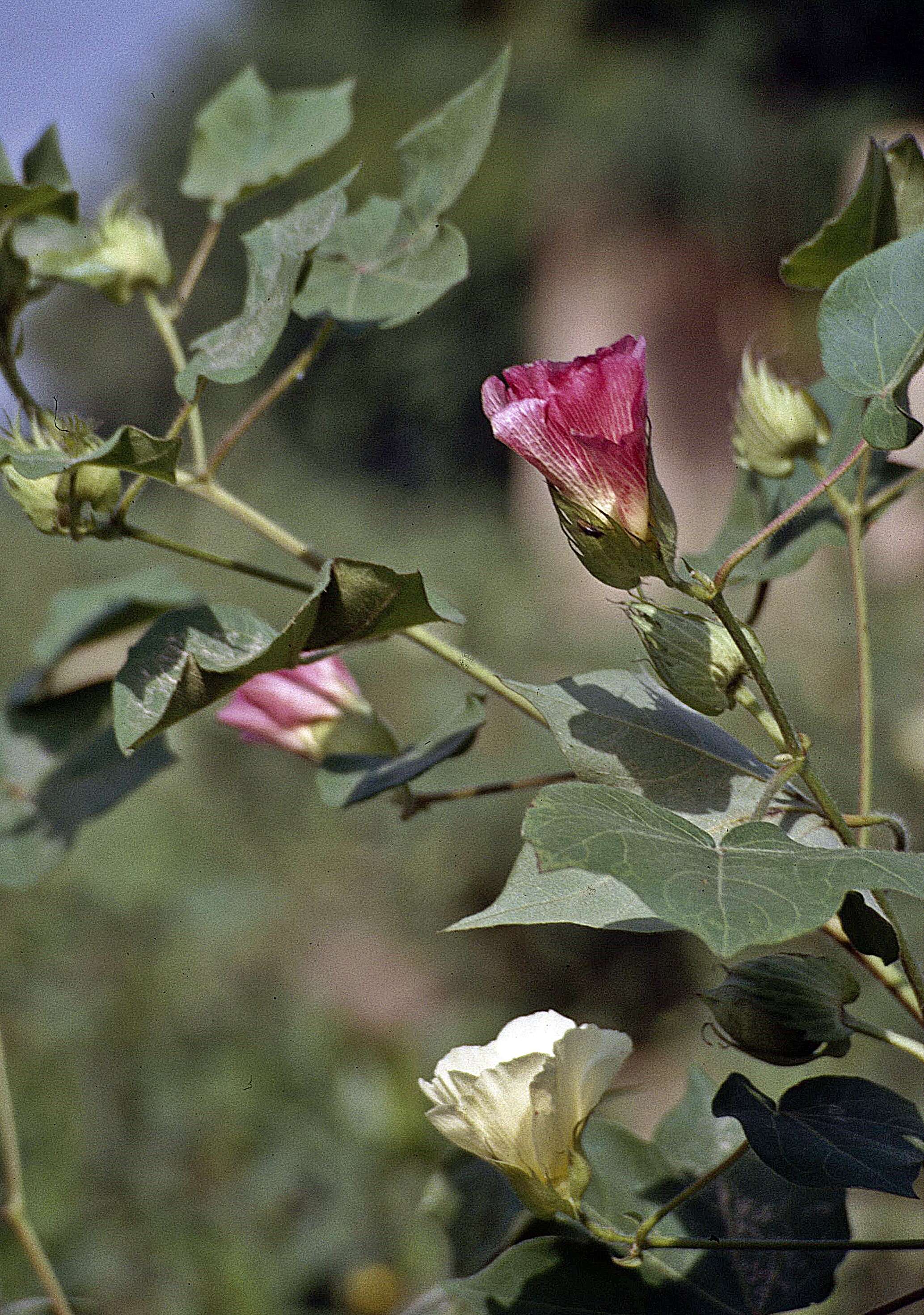 Gossypium herbaceum L. resmi