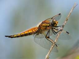 Image of Four-spotted Chaser