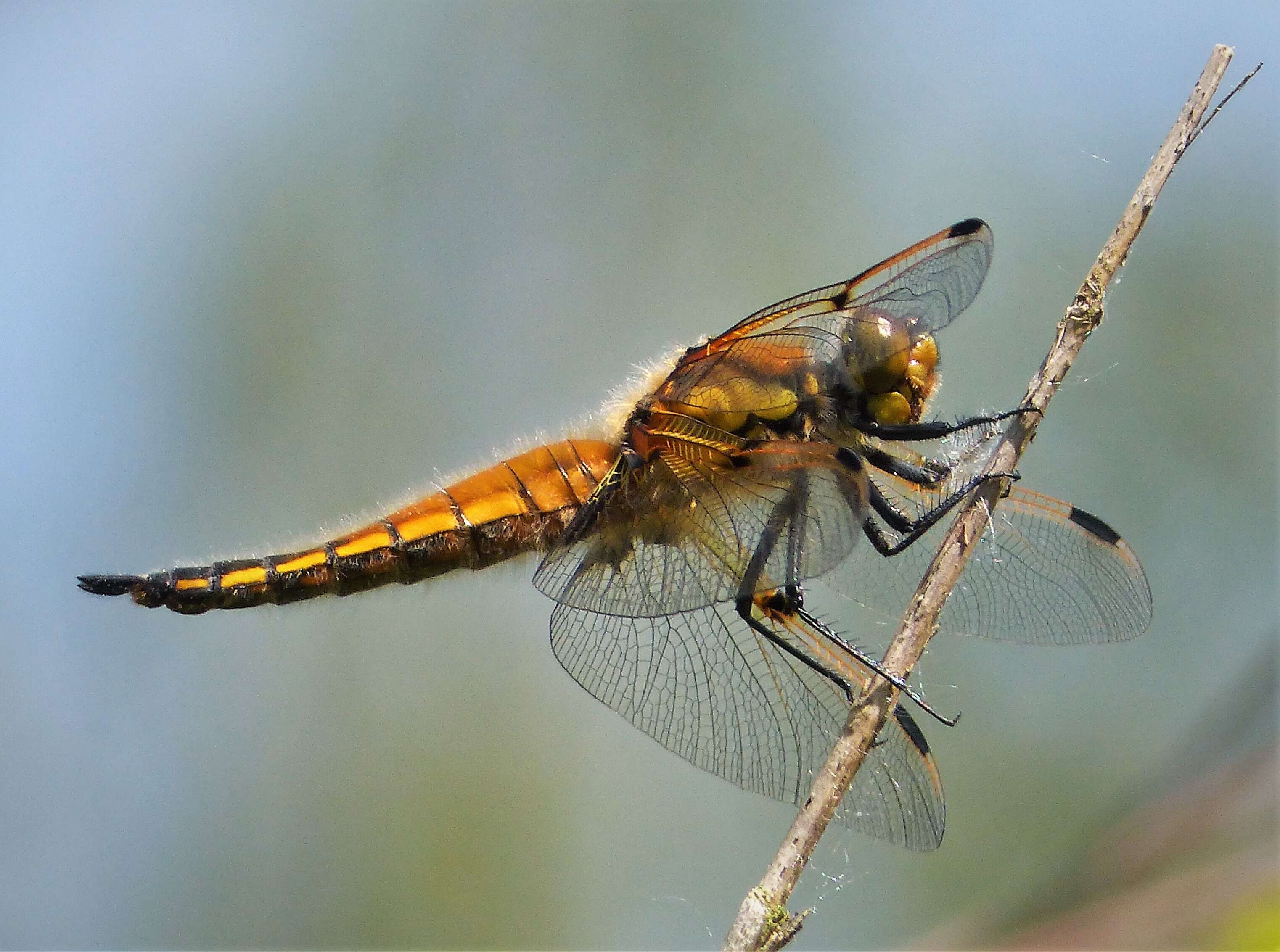 Image of Four-spotted Chaser