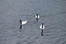 Imagem de Cisne-de-pescoço-preto