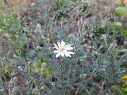 Image of wavyleaf aster