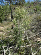 Image of Prostanthera cruciflora J. H. Willis