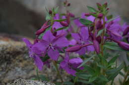 Image of willowherb