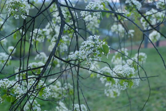 Image of Mahaleb cherry