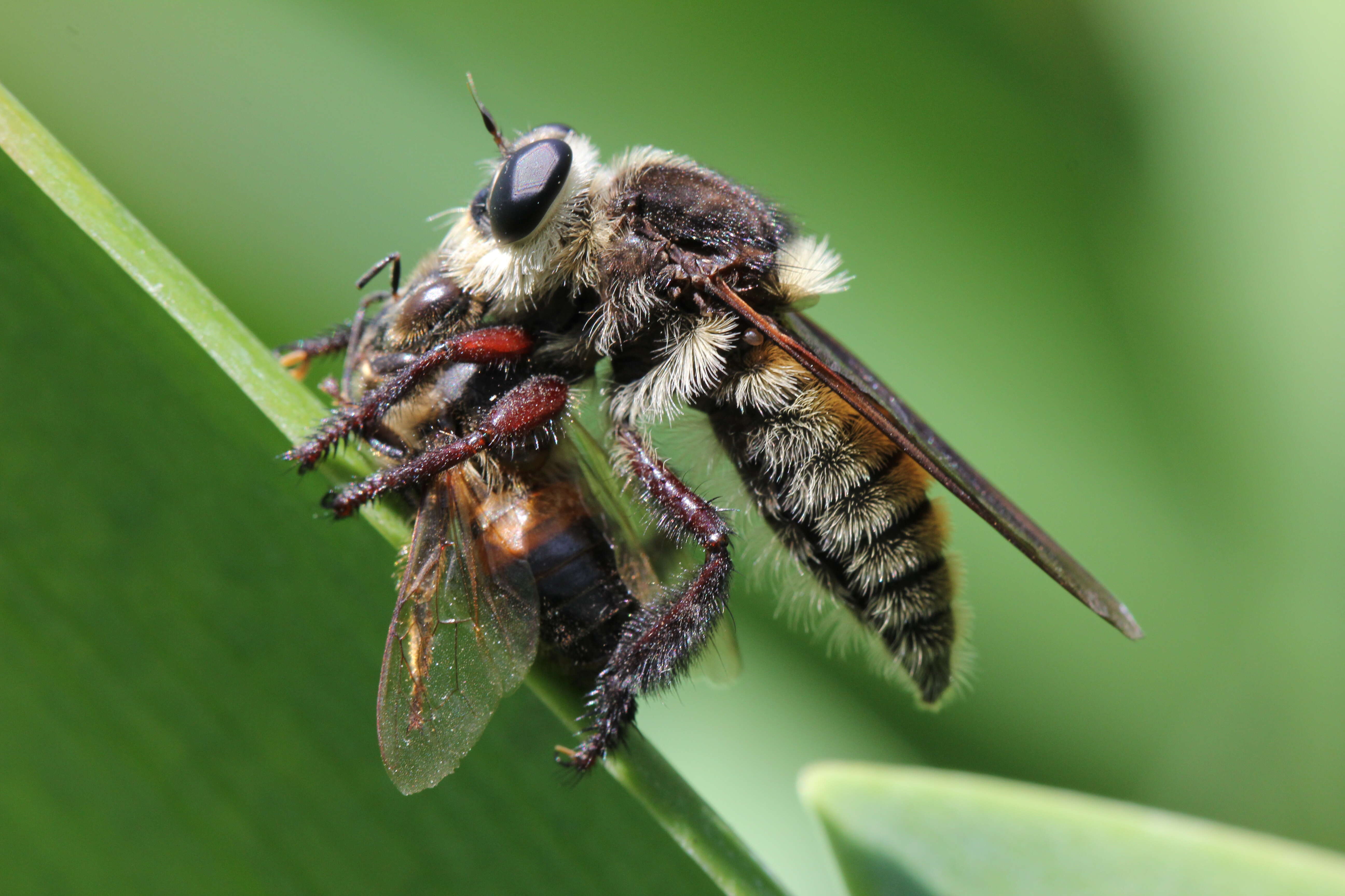 Sivun Mallophora kuva