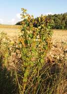 Image of spotted St. Johnswort