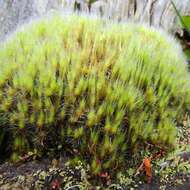 Image of campylopus moss