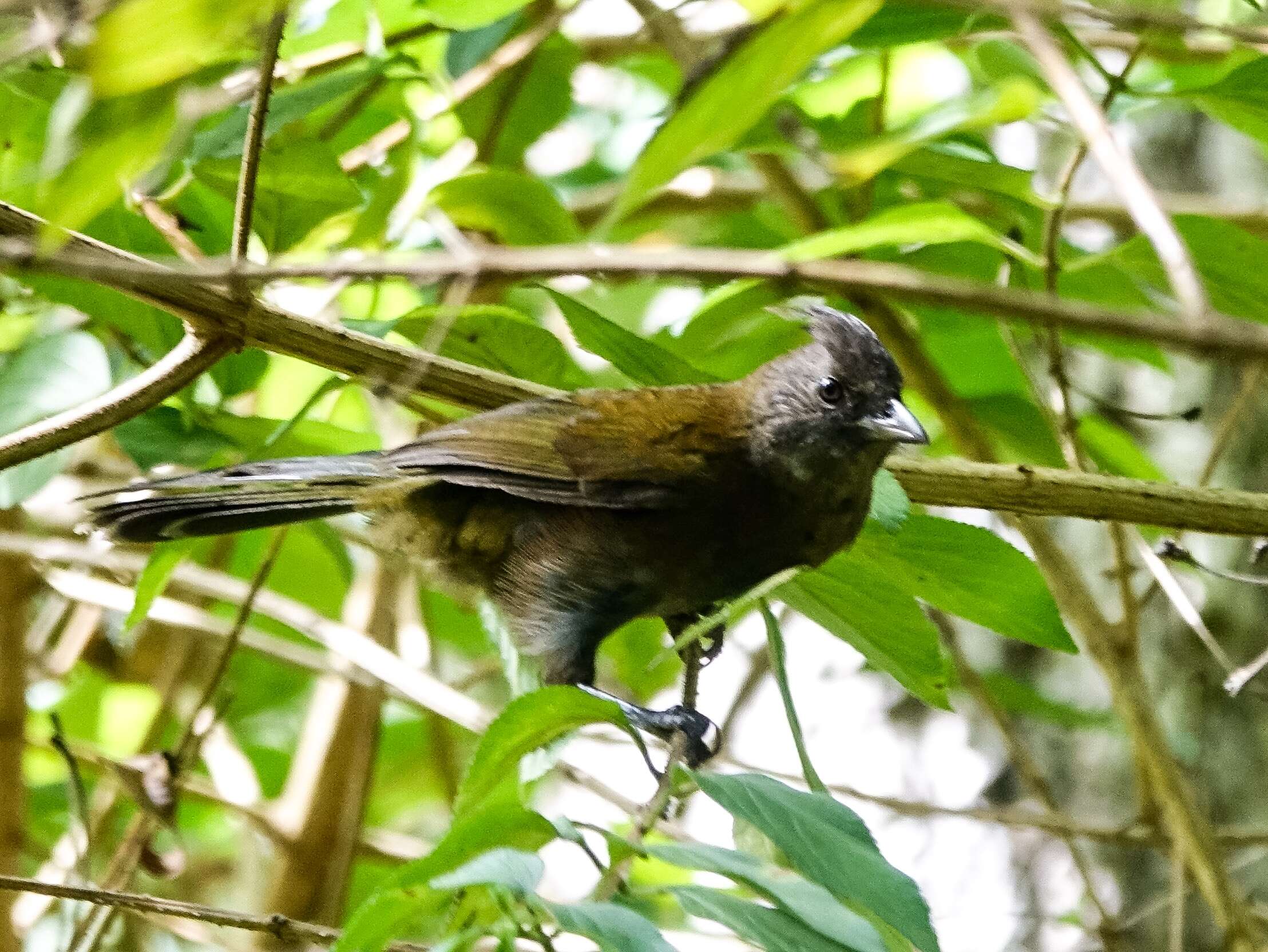 Image of Eastern Whipbird