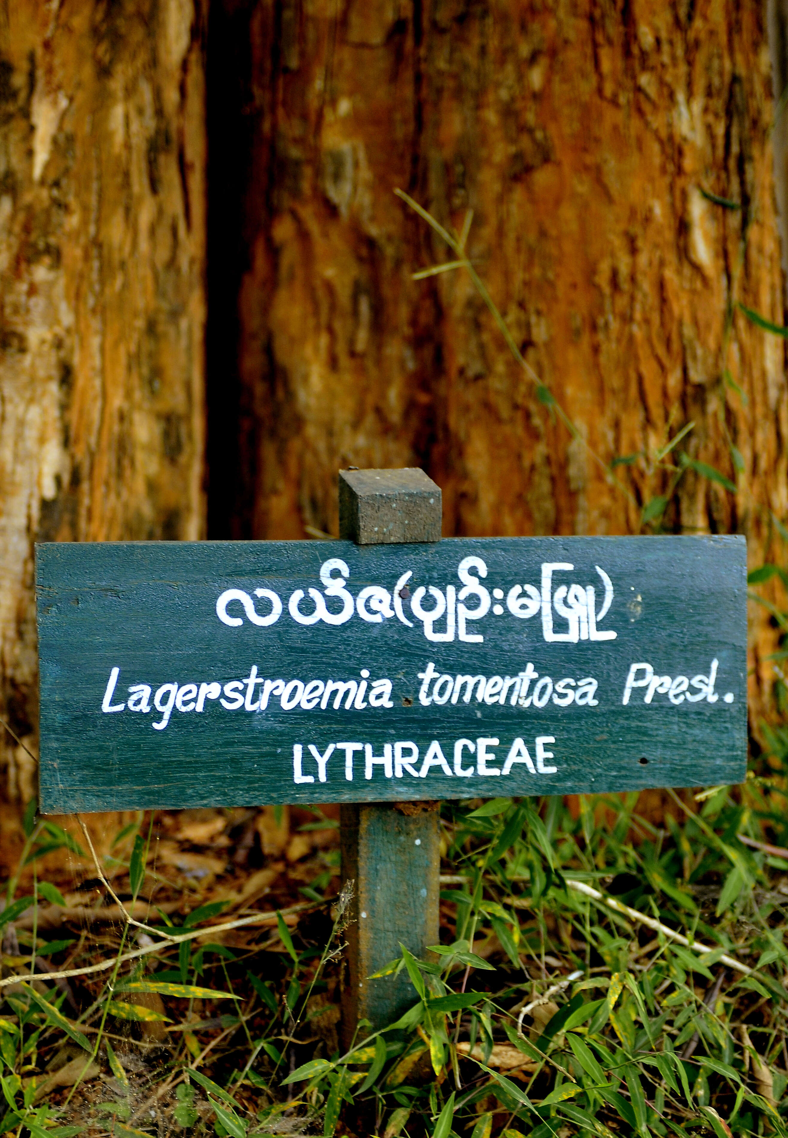 Image of lagerstroemia